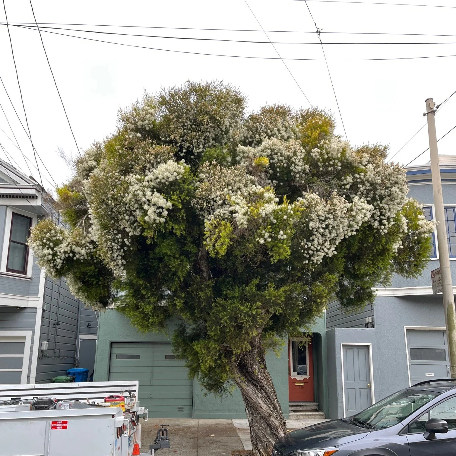 San Francisco Trees